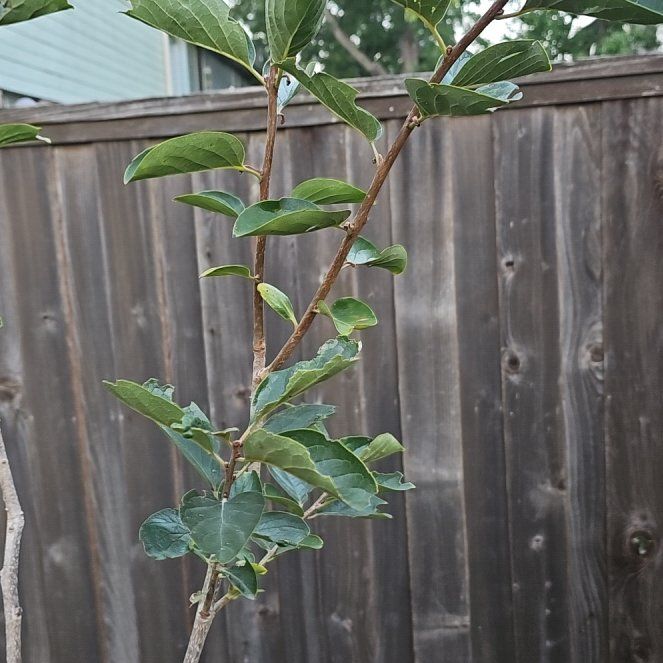 Photo of the plant species Hana Fuyu Persimmon by @FlashyCashew86 named Fernie Mercury on Greg, the plant care app