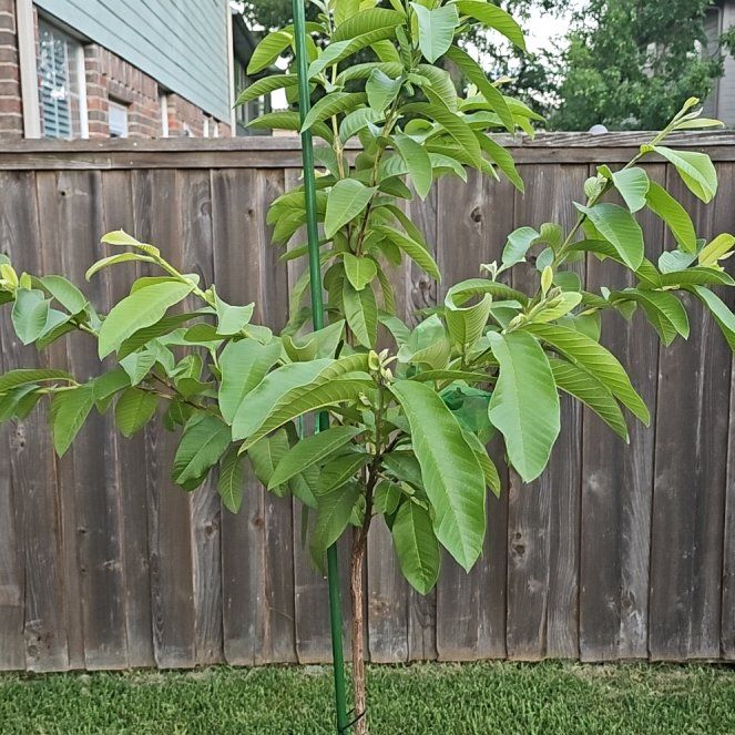 Photo of the plant species Ruby Supreme Guava by @FlashyCashew86 named Oscar on Greg, the plant care app