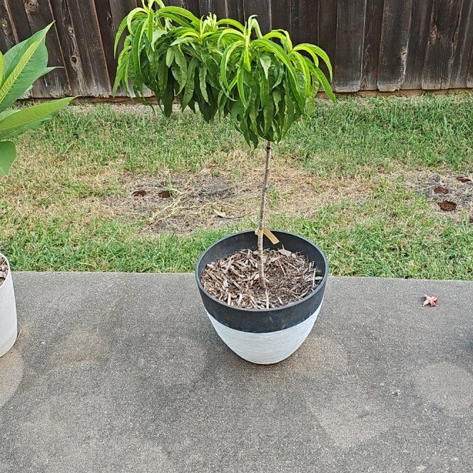 Photo of the plant species Bonanza Patio Peach Tree by @FlashyCashew86 named Bonanza on Greg, the plant care app