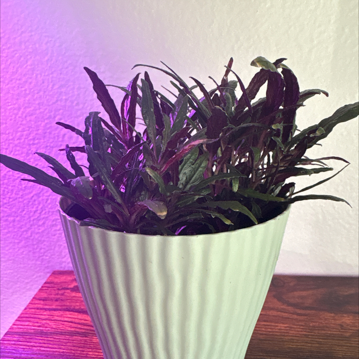 Photo of the plant species Idea For Terrariums by @ProAlmond84 named Anaki on Greg, the plant care app
