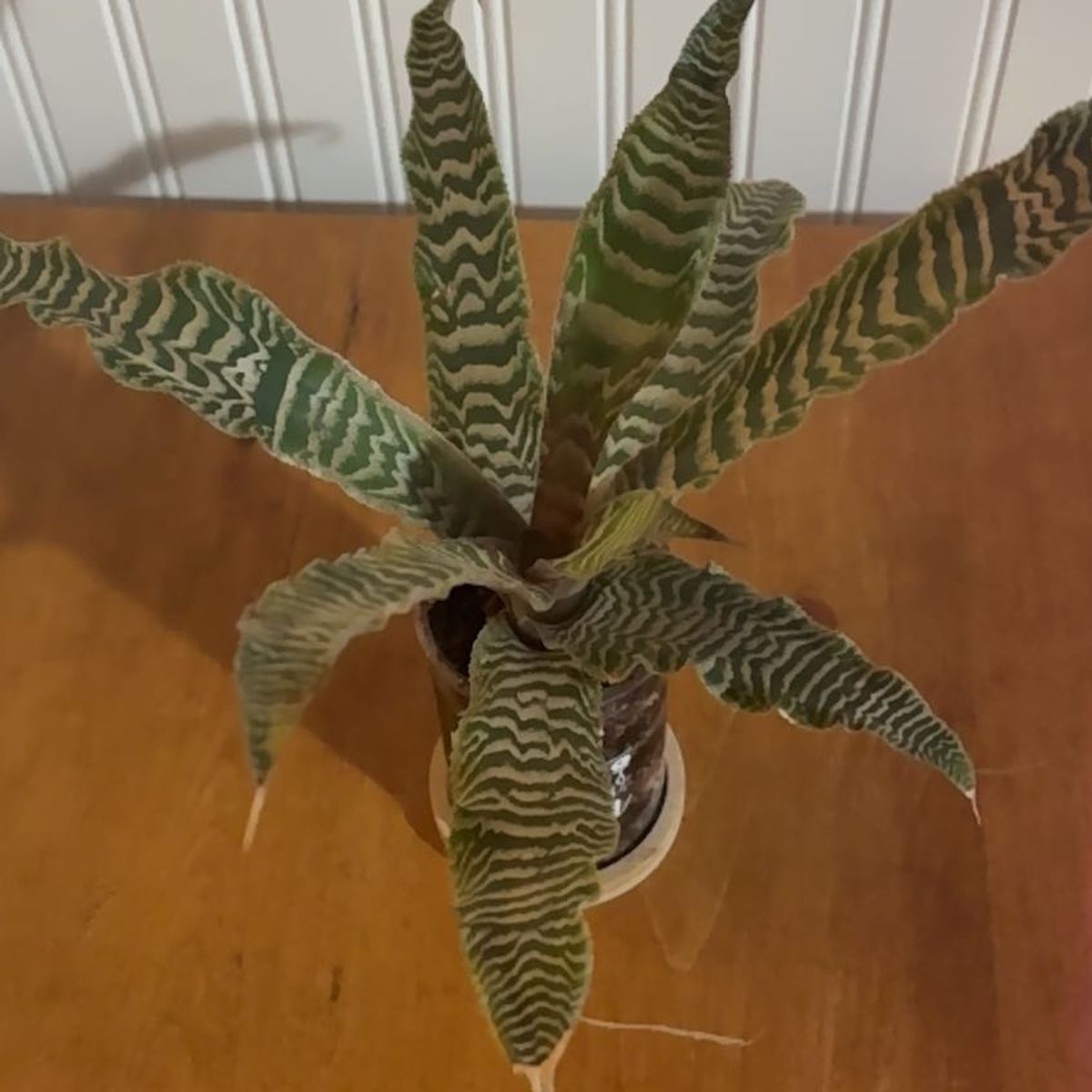 Photo of the plant species Elaine Earth Star by @ProAlmond84 named Huckleberry Fern on Greg, the plant care app