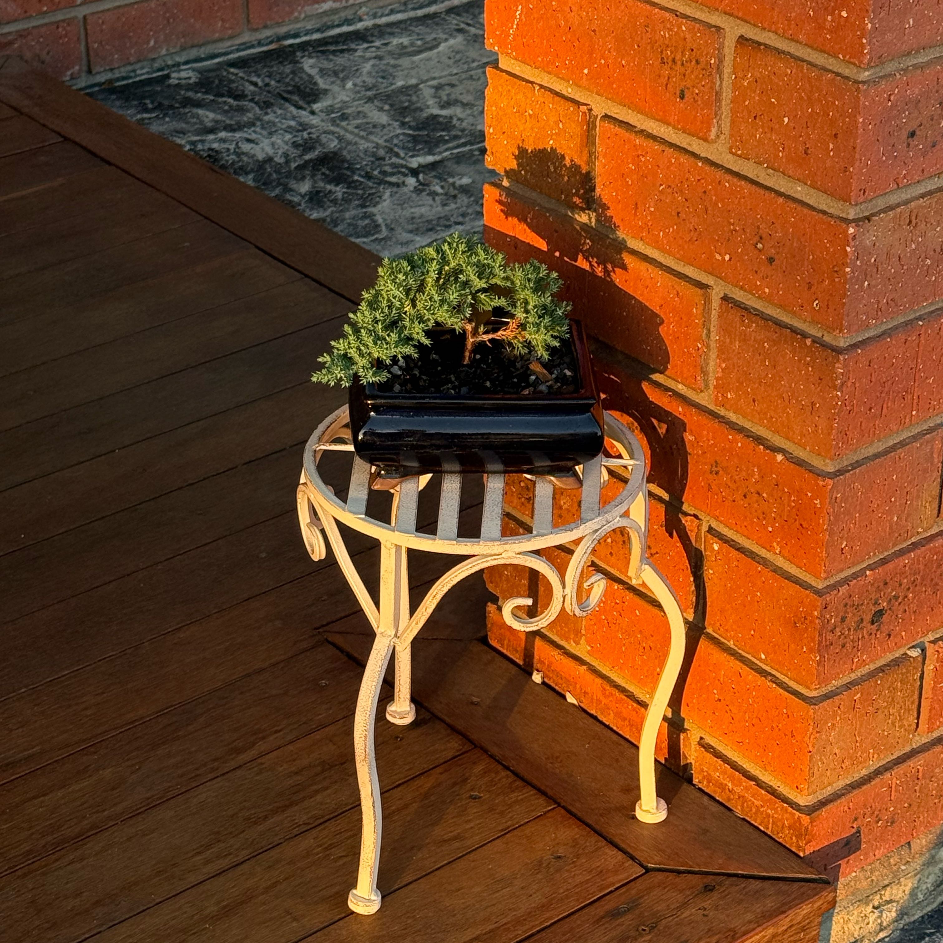 Photo of the plant species Blue Star Juniper by @PreciseMystax76 named McKinley on Greg, the plant care app