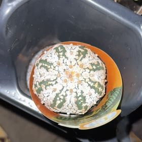 Photo of the plant species Sand Dollar Cactus by @LeadSquash3 named Planty on Greg, the plant care app