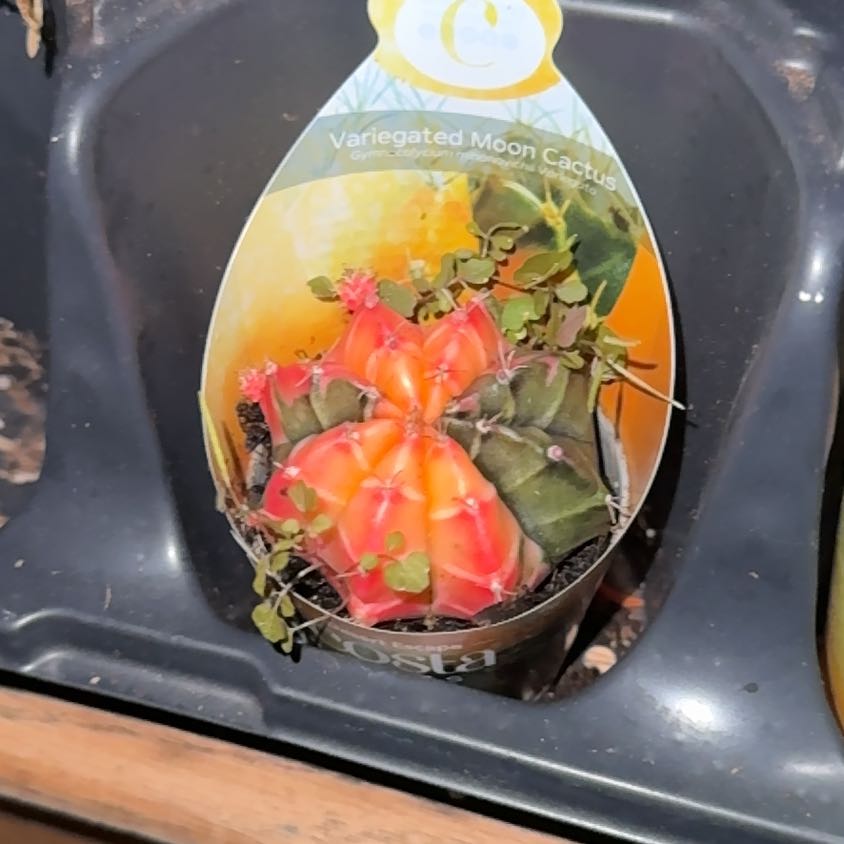 Photo of the plant species Variegated Moon Cactus by @LeadSquash3 named Sol on Greg, the plant care app