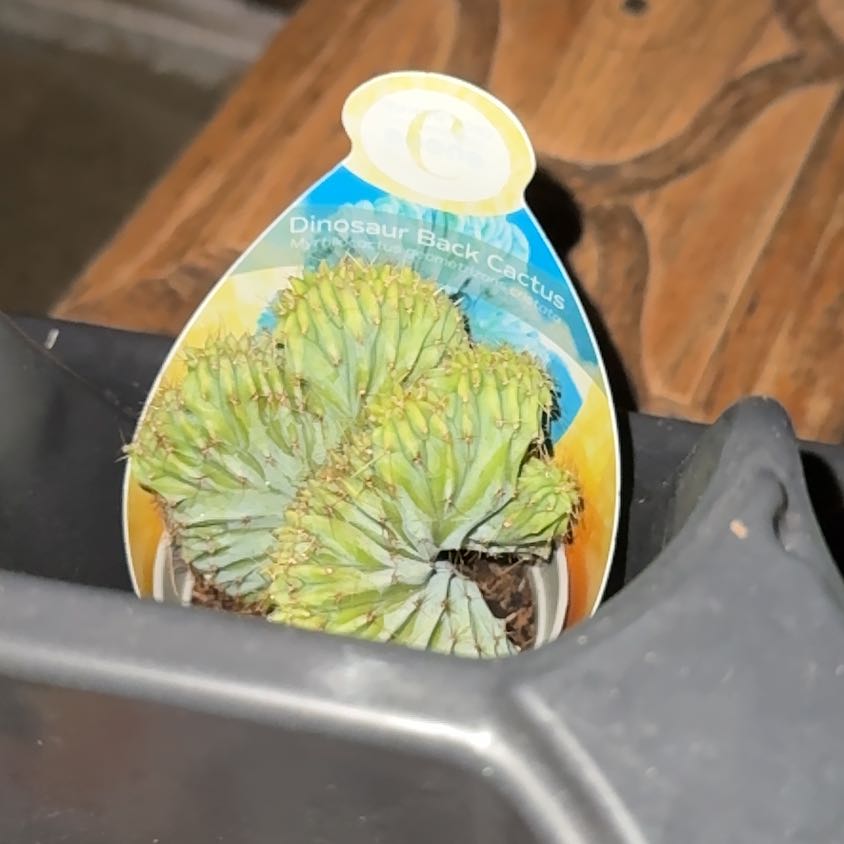 Photo of the plant species Crested Blue Flame by @LeadSquash3 named Osmo on Greg, the plant care app