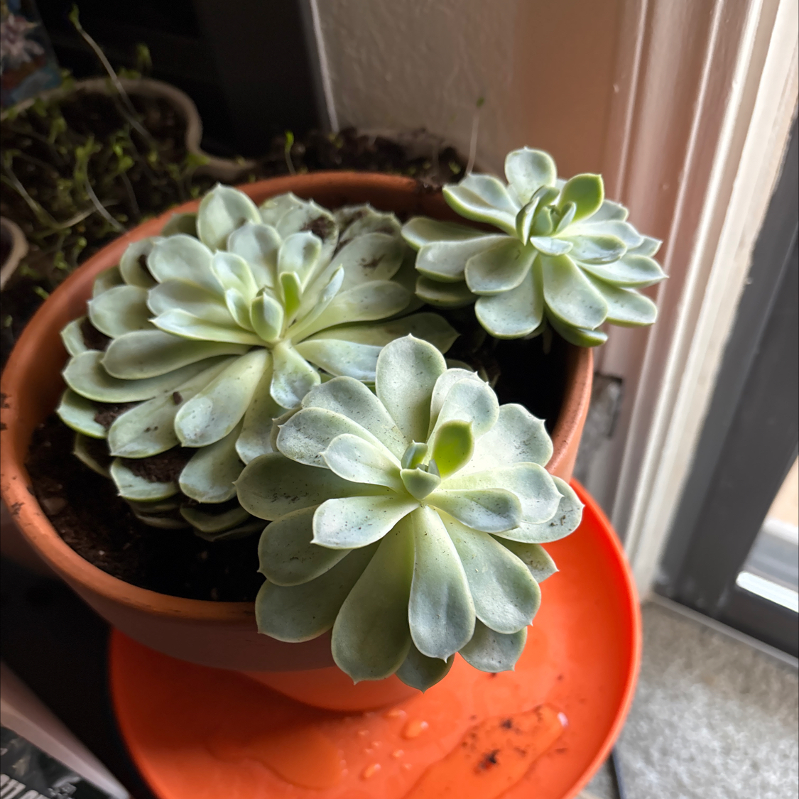 Photo of the plant species Echeveria by @Mttp named Grace on Greg, the plant care app