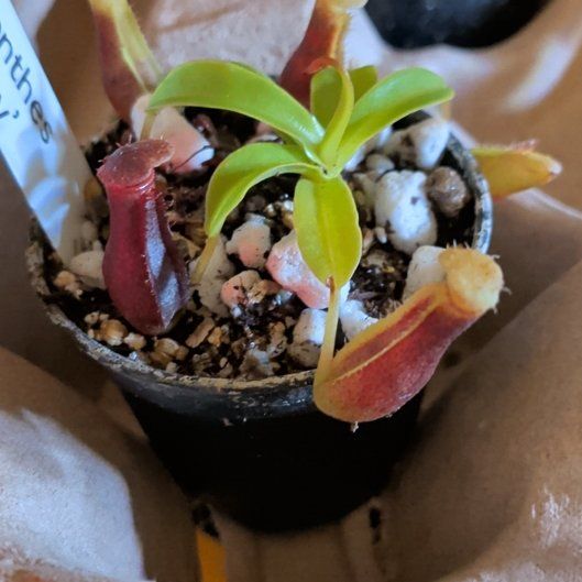 Photo of the plant species Nepenthes 'Bill Bailey' by @CosmicSoursop0 named Pax on Greg, the plant care app