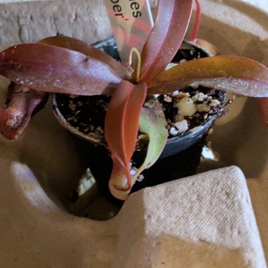 Photo of the plant species Nepenthes X 'Rebecca Soper' - Nepenthes gracillima 'Dark Red' X ventricosa by @CosmicSoursop0 named Harper on Greg, the plant care app