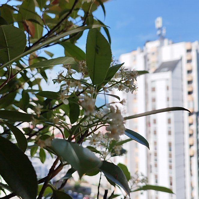 Photo of the plant species Red Robin Photinia by @MarvelRadish named Miley on Greg, the plant care app