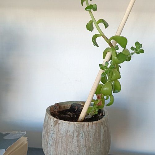 Photo of the plant species Variegated String of Buttons by @SirLuronium25 named Lola on Greg, the plant care app
