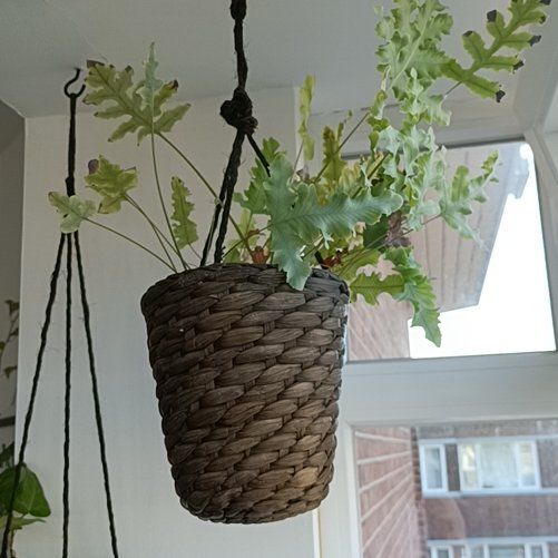 Photo of the plant species Phlebodium 'Davana' by @SirLuronium25 named Zion on Greg, the plant care app
