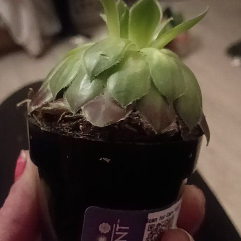 Photo of the plant species Assorted Hens and Chicks by @LadySedum47 named Kendall on Greg, the plant care app