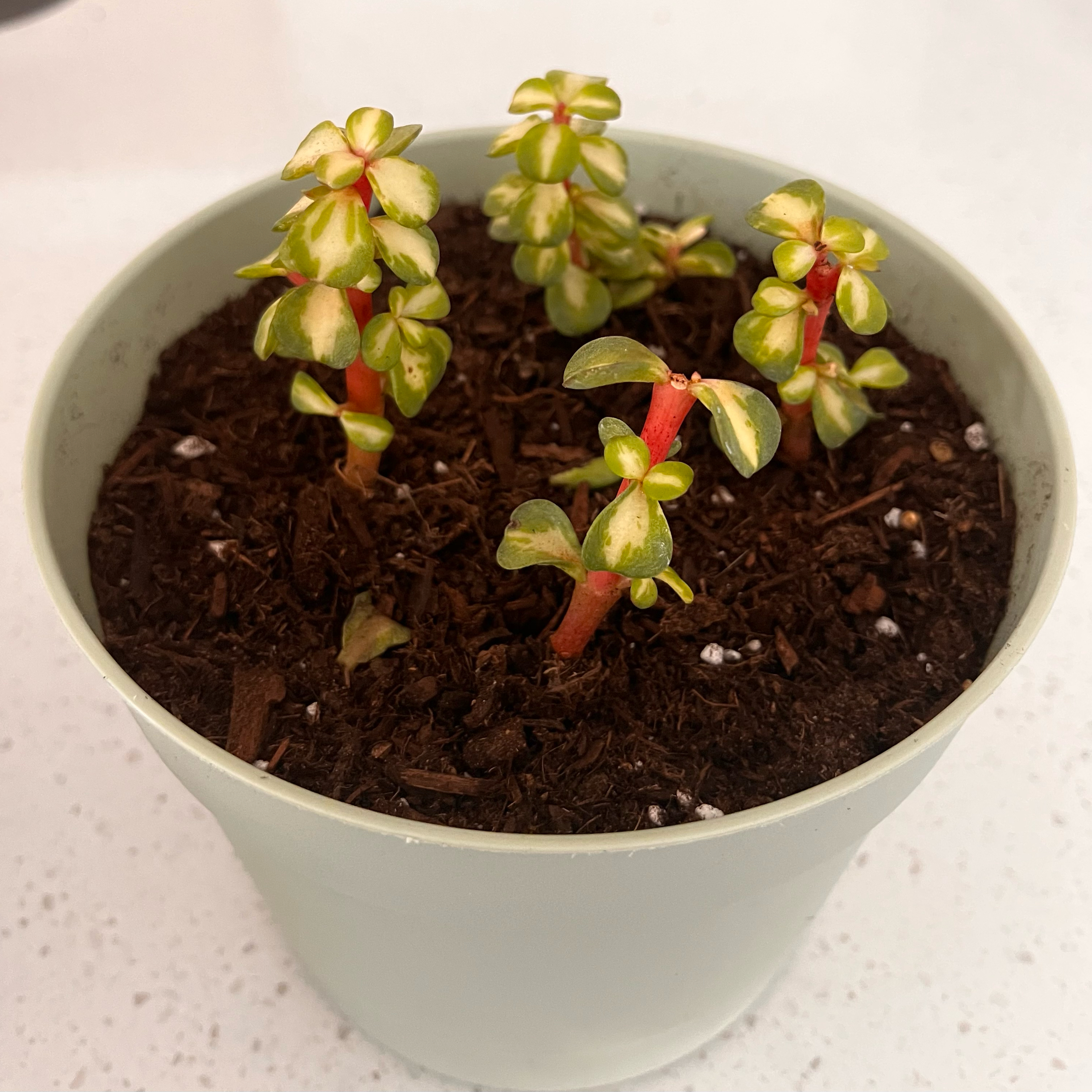Photo of the plant species Portulacaria afra 'Kaleidoscope' by @YoungMaypop18 named Pax on Greg, the plant care app