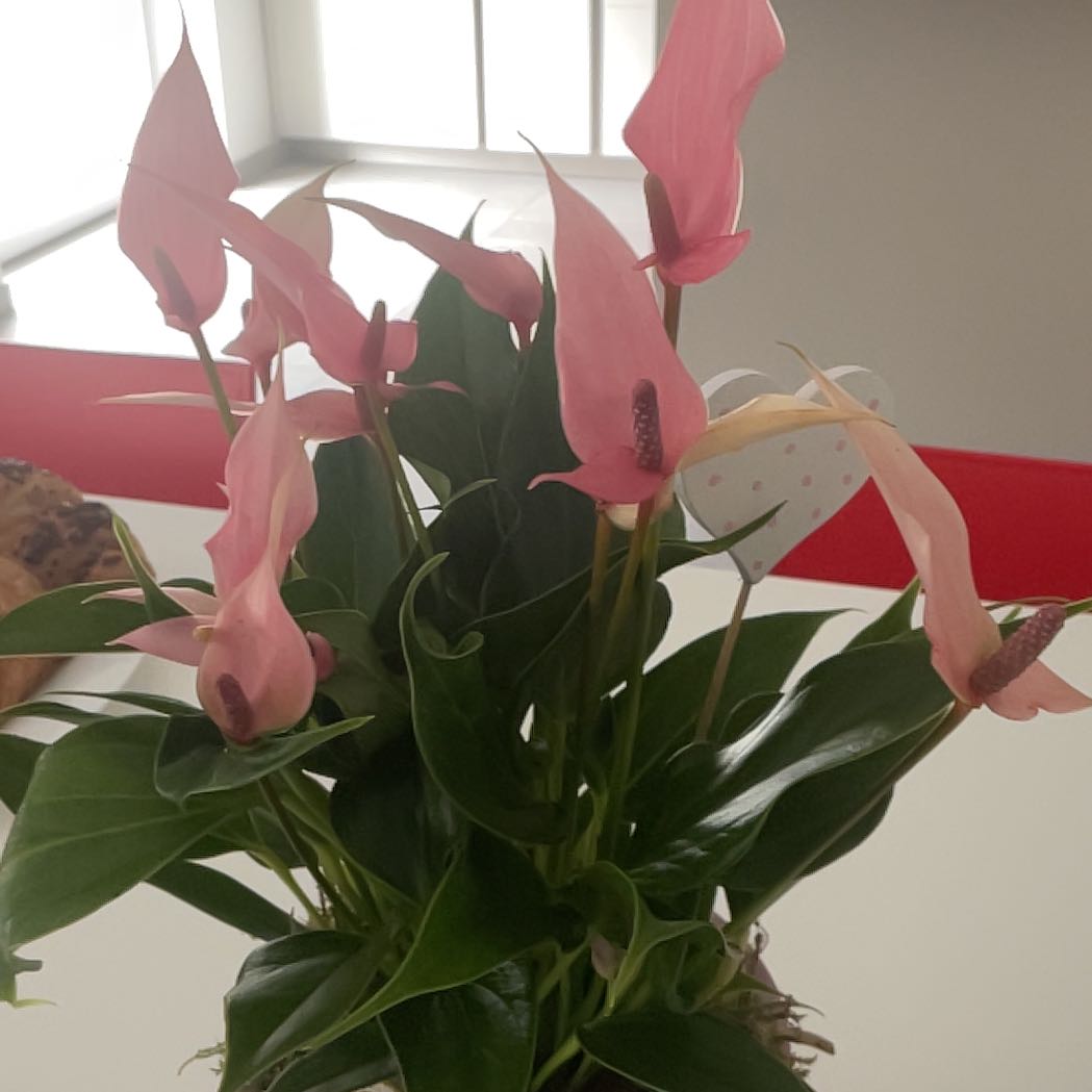 Photo of the plant species Anturio Plateado by @ReallyGrass13 named Diana on Greg, the plant care app