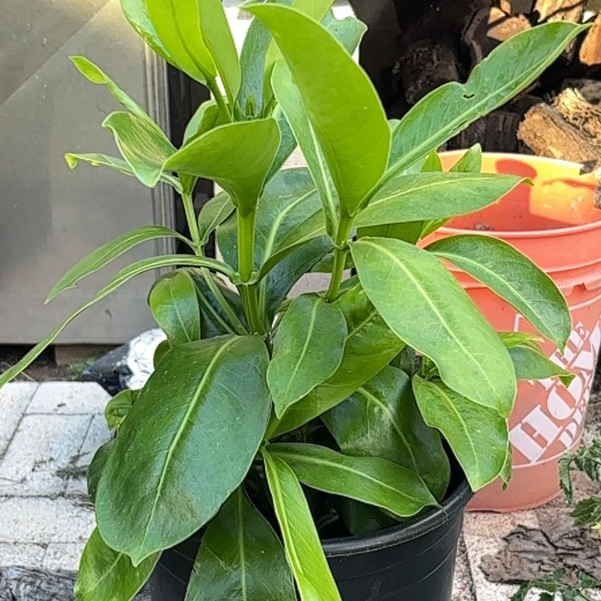 Photo of the plant species Puakenikeni by @DearBunnyears97 named Dolly on Greg, the plant care app