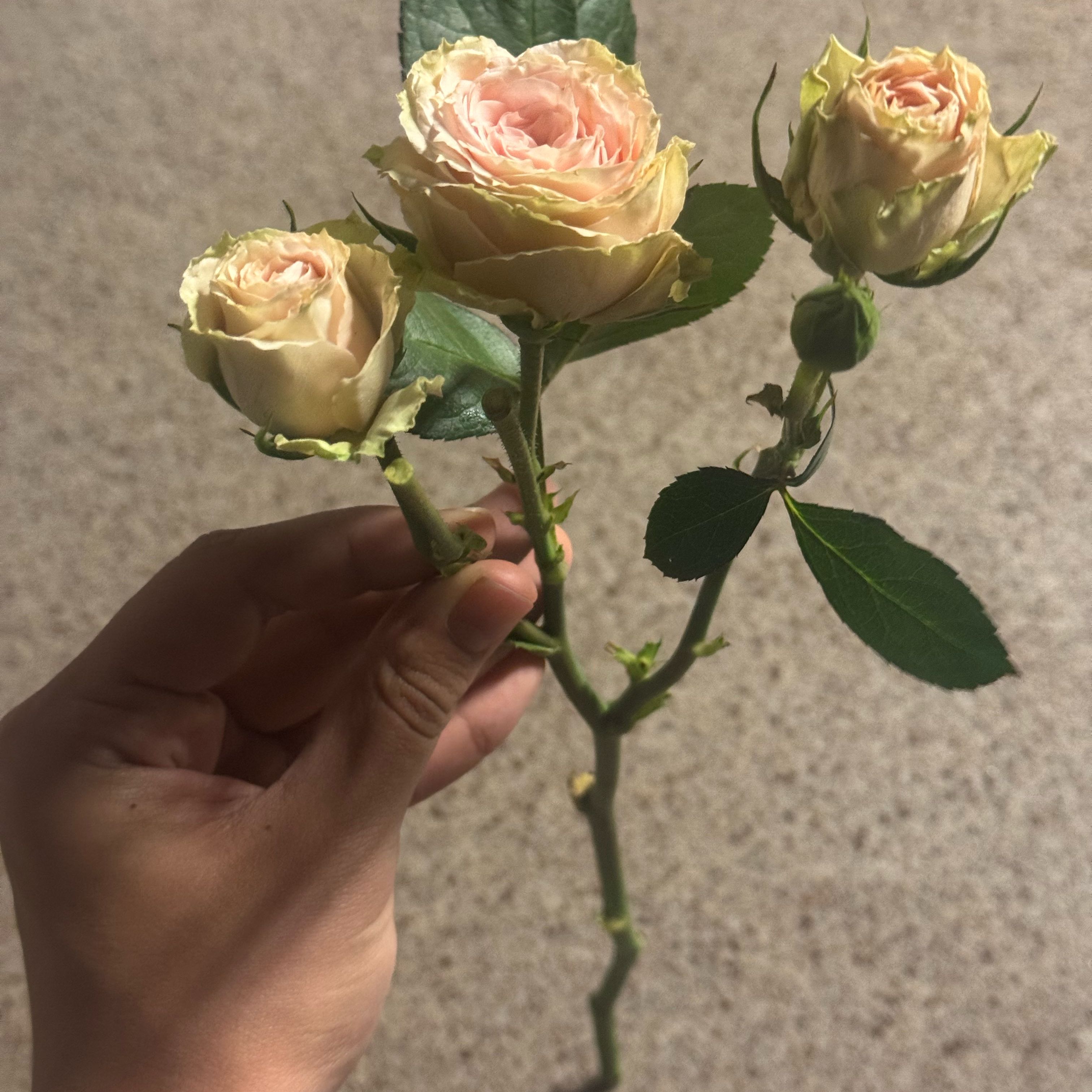 Photo of the plant species Spray Rose by @IdolIcarus56 named Coco on Greg, the plant care app