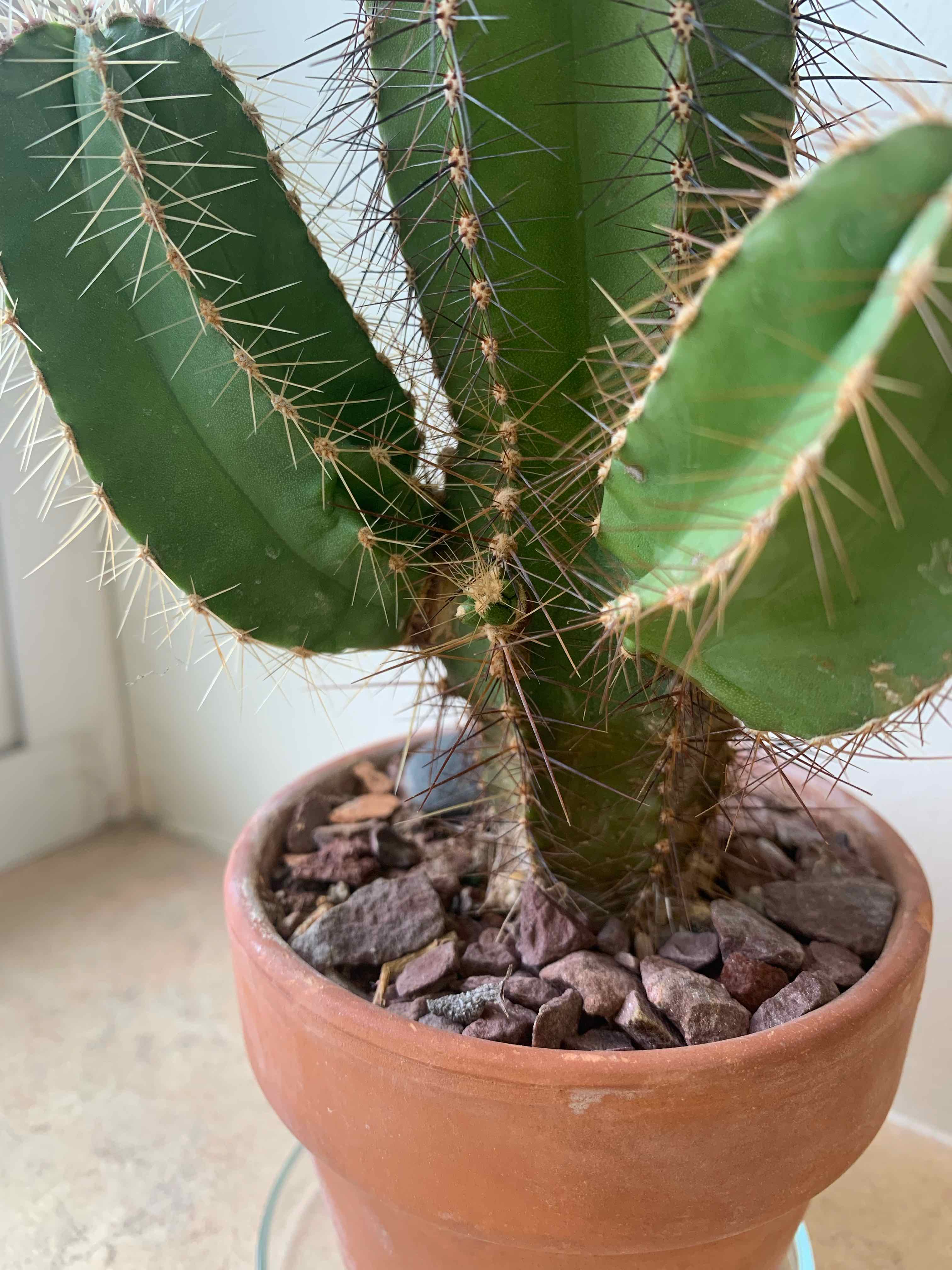Mexican Fence Post Cactus in a terracotta pot with rocky soil, well-maintained and healthy.