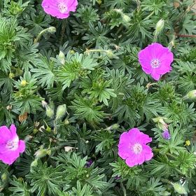 Photo of the plant species Bloody Geranium by @SpicyRye38 named Bella on Greg, the plant care app