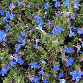Photo of the plant species Shrubby Gromwell by @SpicyRye38 named Kesha on Greg, the plant care app