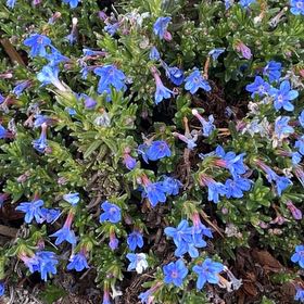 Photo of the plant species Shrubby Gromwell by @SpicyRye38 named Navajo on Greg, the plant care app