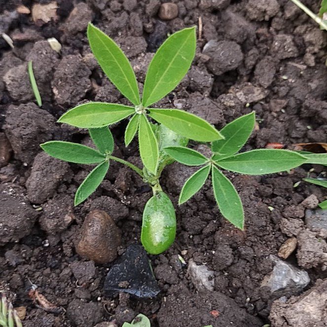 Photo of the plant species Texas Bluebonnet by @FabPuriri48 named Leaf Erickson on Greg, the plant care app