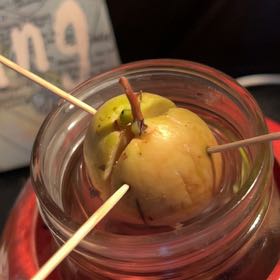 Photo of the plant species Avocado by @LivelyChilli15 named Ttoast on Greg, the plant care app