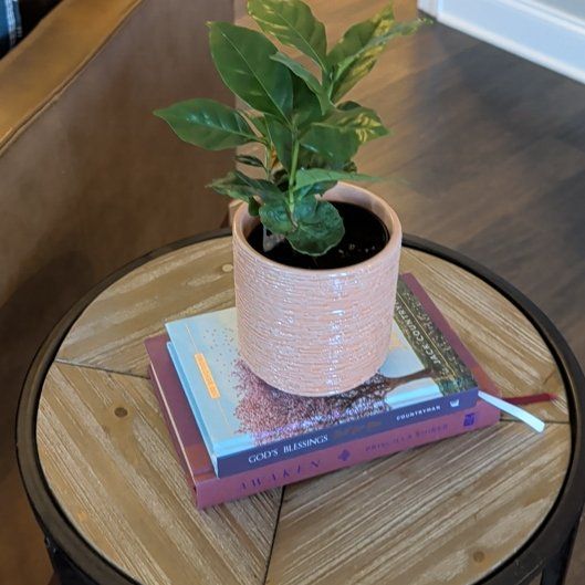 Photo of the plant species Ficus by @PoshNapaea84 named Remington (Remi) on Greg, the plant care app