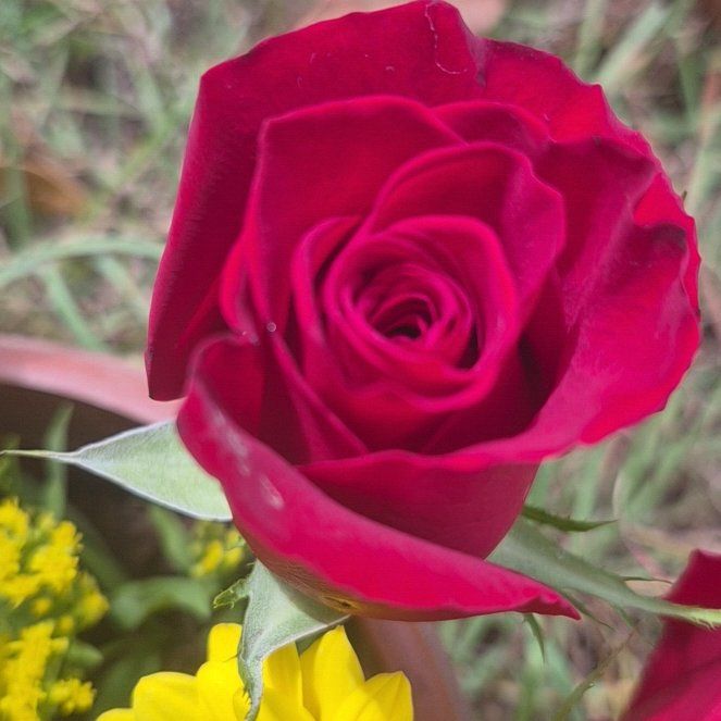 Photo of the plant species French Rose by @CozyMorombe0 named Nithin on Greg, the plant care app