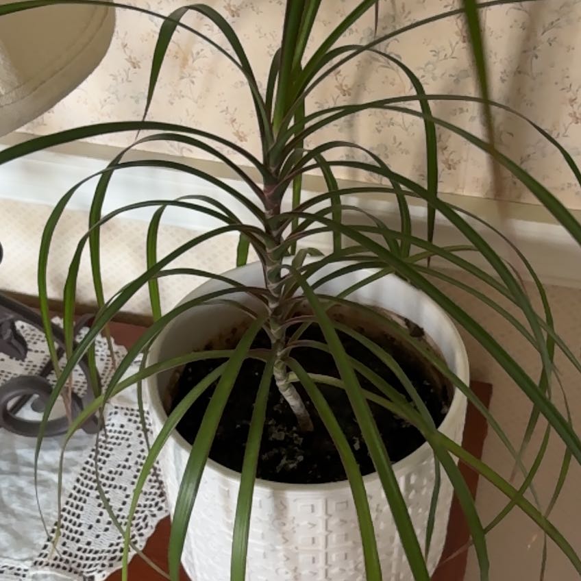 Photo of the plant species Delicate Horsetail by @CrispBlusher51 named Fernie Mercury on Greg, the plant care app