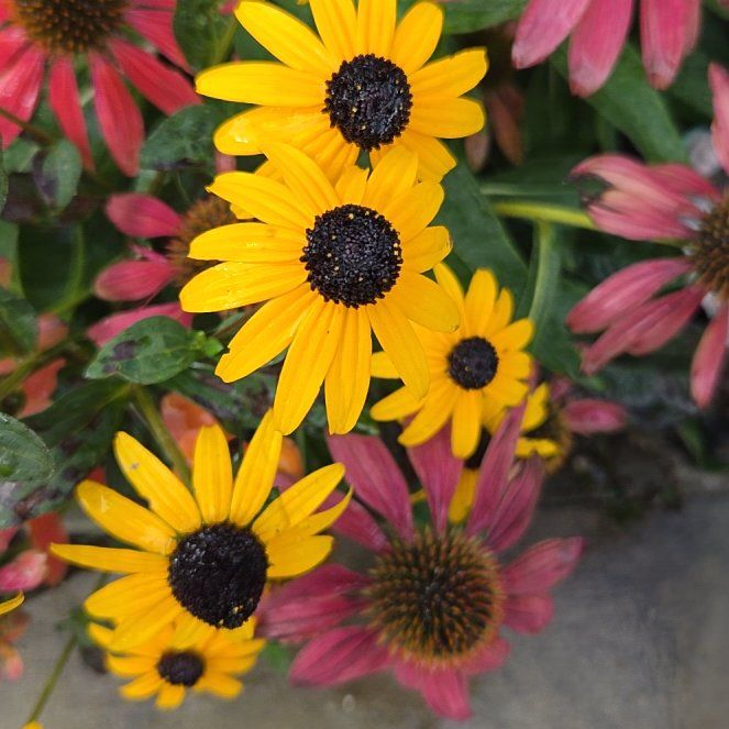 Photo of the plant species Blackeyed Susan by @WiredKohekohe17 named Fernie Mac on Greg, the plant care app