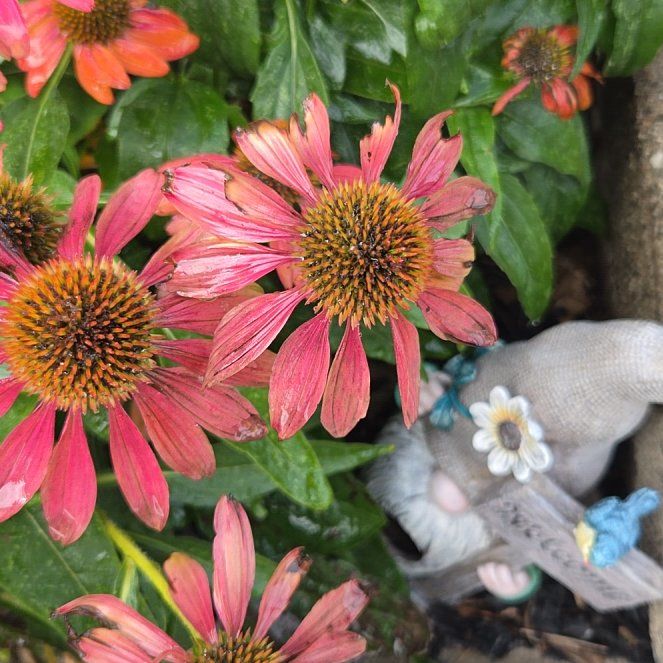 Photo of the plant species Purple Coneflower by @WiredKohekohe17 named Kobe on Greg, the plant care app