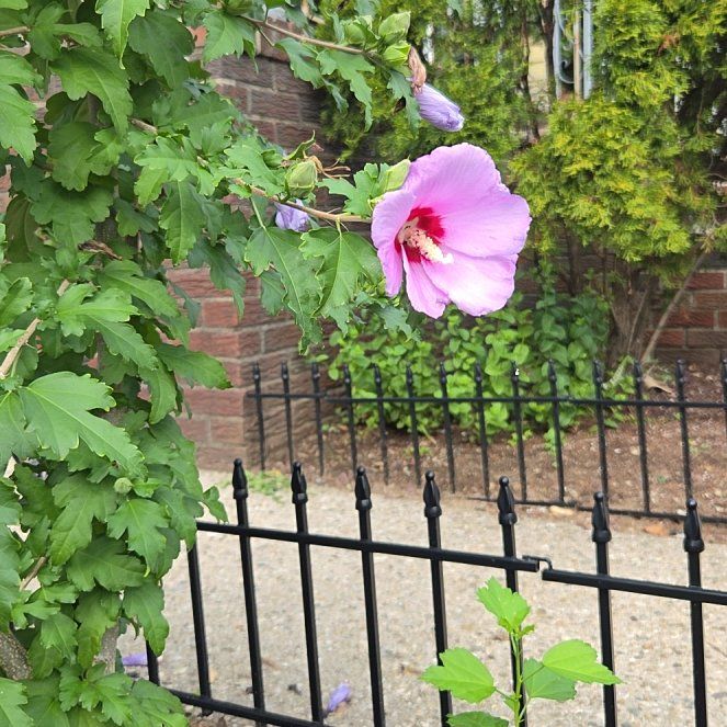 Photo of the plant species Korean Hibiscus by @WiredKohekohe17 named Fernie Mercury on Greg, the plant care app