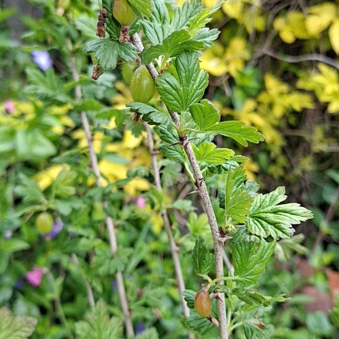 Photo of the plant species Gooseberry by @WarmWildtea27 named Darwin on Greg, the plant care app