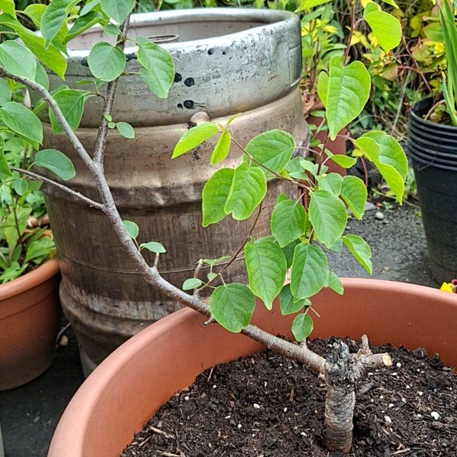Photo of the plant species Serviceberry by @WarmWildtea27 named Bruce Lee on Greg, the plant care app