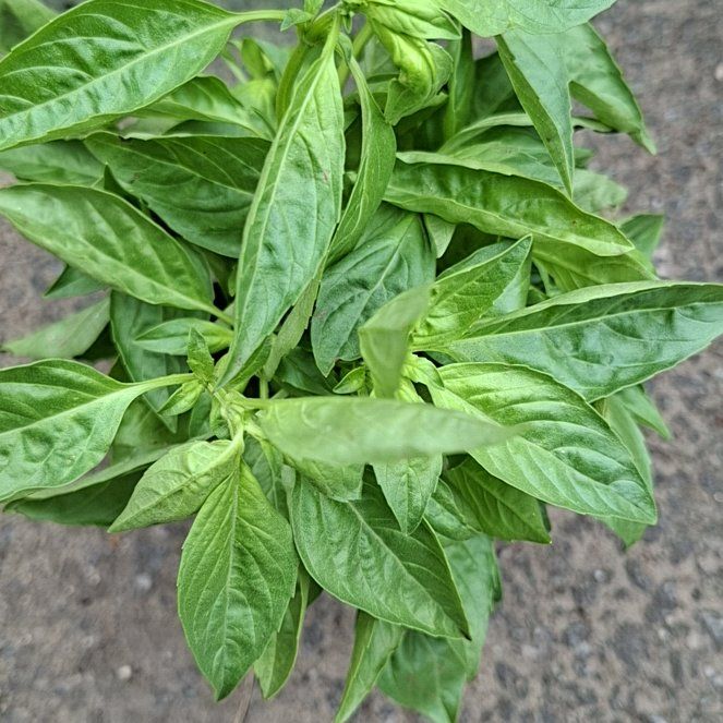 Photo of the plant species Basil by @WarmWildtea27 named Elina on Greg, the plant care app