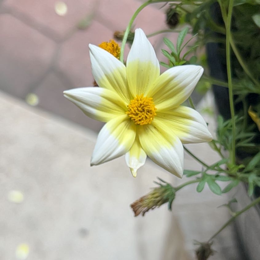 Photo of the plant species Arizona Beggarticks by @JollyMaitake9 named Cleopatra on Greg, the plant care app