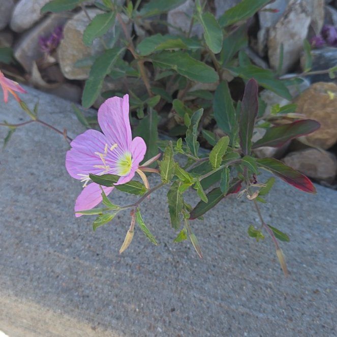 Photo of the plant species Showy Pink Evening Primrose by @GladRedbush25 named Gomez on Greg, the plant care app