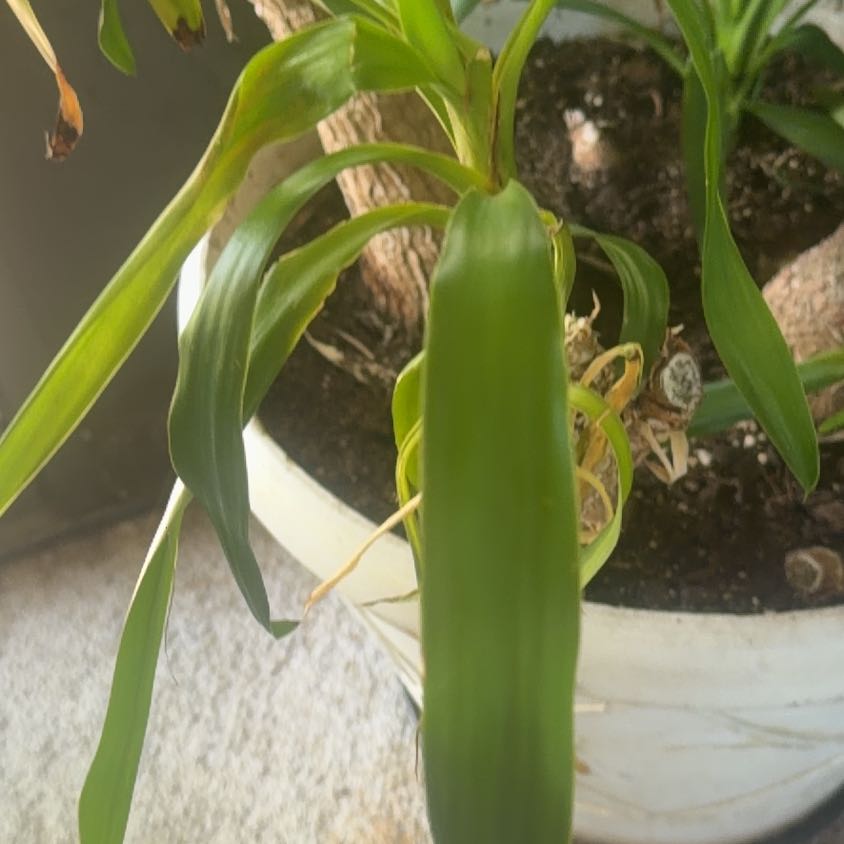 Photo of the plant species Seaside Goldenrod by @GuruSeaoxeye98 named Curie on Greg, the plant care app