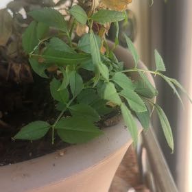 Photo of the plant species Desert Ash by @GuruSeaoxeye98 named Hamilton on Greg, the plant care app