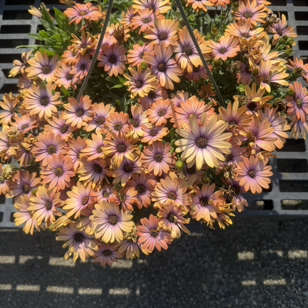 Photo of the plant species Osteospermum 'Osyel' by @GuruSeaoxeye98 named Platopkastic on Greg, the plant care app