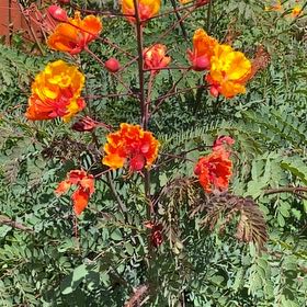 Photo of the plant species Pride Of Barbados by @WinGambeloak37 named Gates on Greg, the plant care app