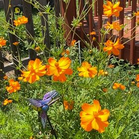 Photo of the plant species Sulphur Cosmos by @WinGambeloak37 named Bieber on Greg, the plant care app
