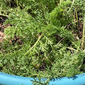 Photo of the plant species Milfoil by @WinGambeloak37 named James Dean on Greg, the plant care app