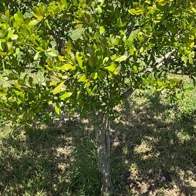 Photo of the plant species Texas Live Oak by @WinGambeloak37 named Huckleberry Fern on Greg, the plant care app
