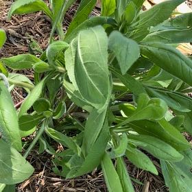 Photo of the plant species Blackeyed Susan by @WinGambeloak37 named Treeyoncé on Greg, the plant care app