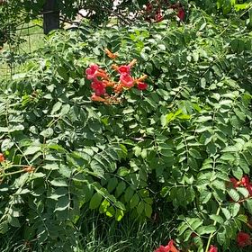 Photo of the plant species Trumpet Creeper by @WinGambeloak37 named Muhammad Ali on Greg, the plant care app
