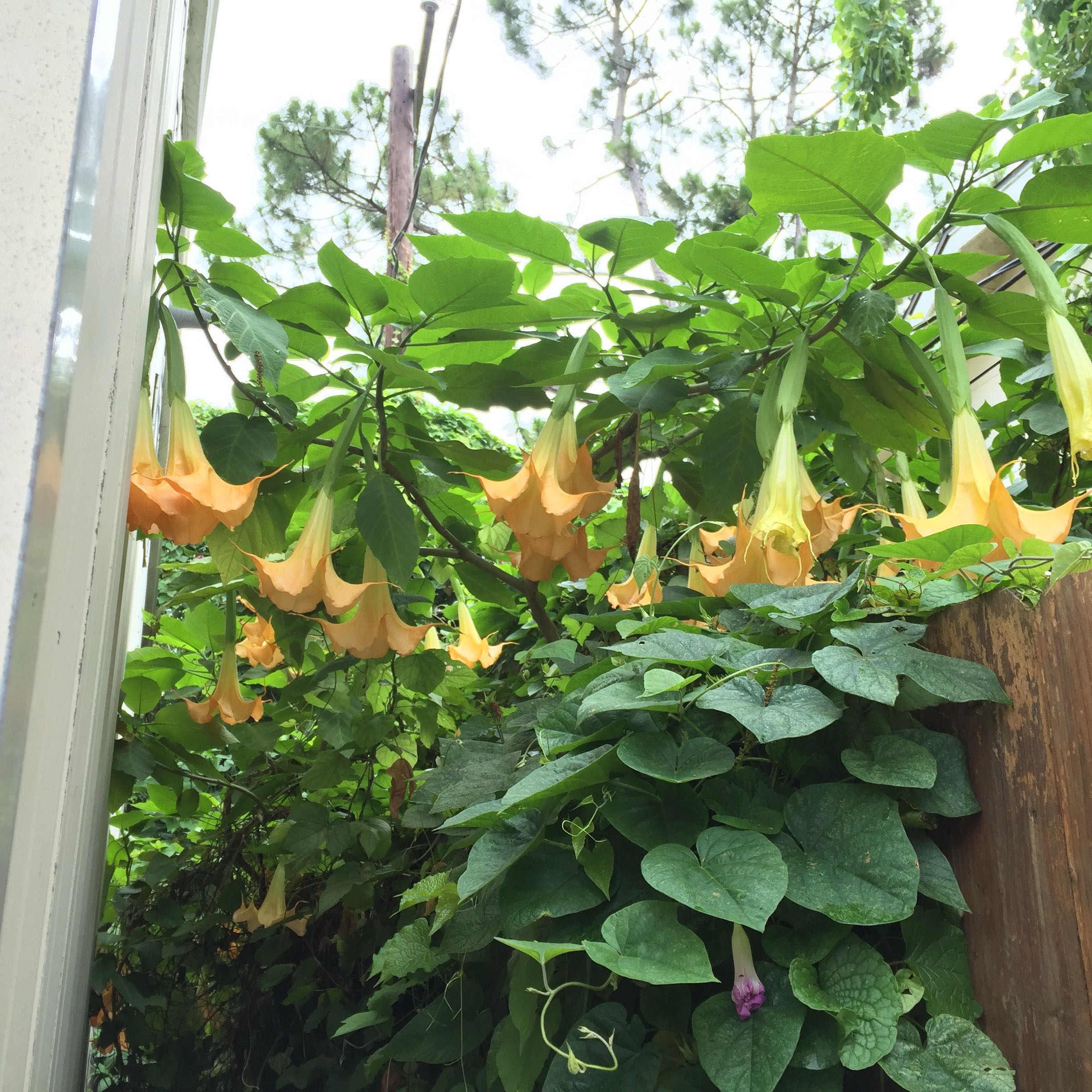Photo of the plant species Angel's Trumpet by @WinGambeloak37 named Sigmund on Greg, the plant care app