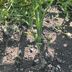 Photo of the plant species Globe Onion by @TangibleChayote named Orwell on Greg, the plant care app