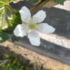 Photo of the plant species Rubus Allegheniensis by @TangibleChayote named Nemo on Greg, the plant care app