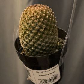 Photo of the plant species Coryphantha erecta by @GiddyClusia37 named Pax on Greg, the plant care app